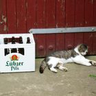 drunken cat :-)