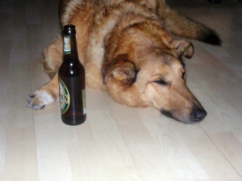 Drunken Dog