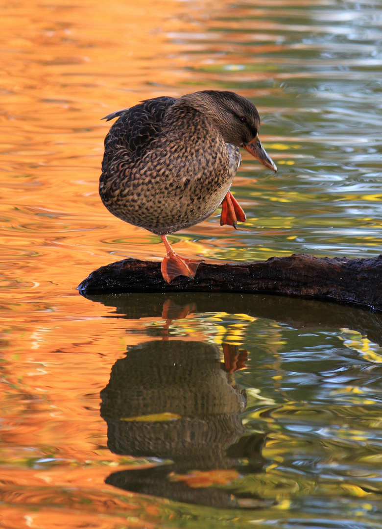 "Drunken Duck"