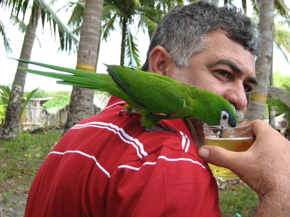 Drunken Parrot....