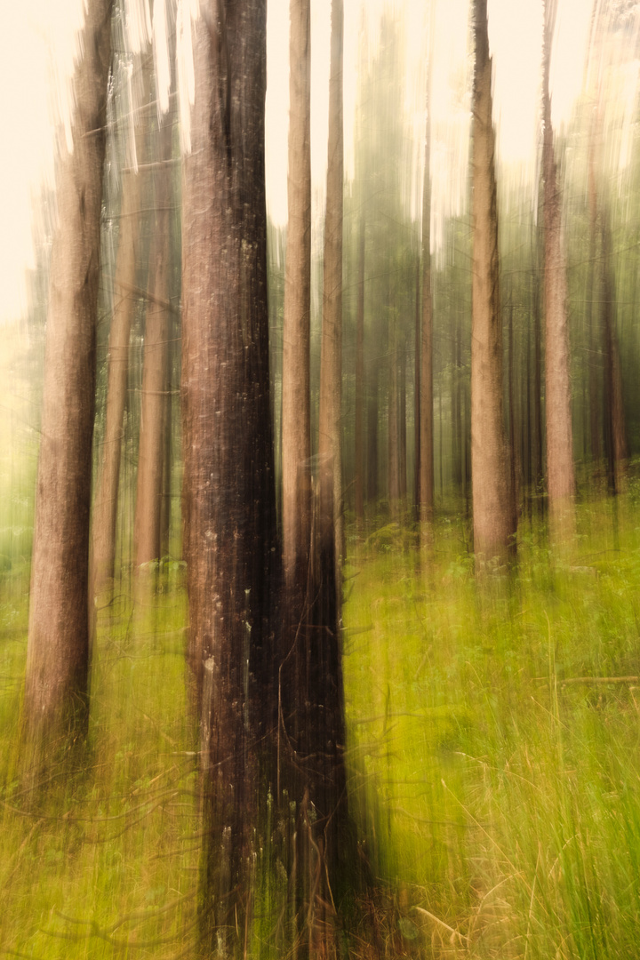 Drunken Trees