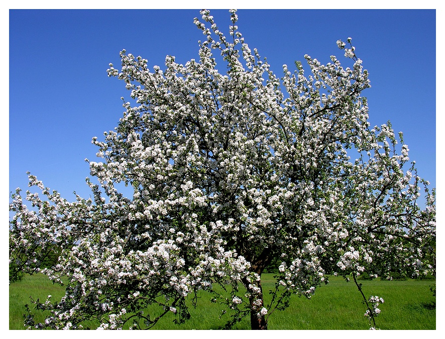 Drunt' in der grünen Au Foto