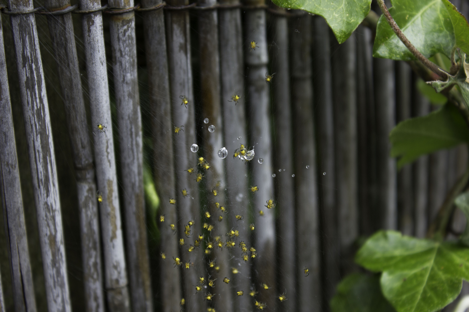 Drups of water in the babyspiders nest