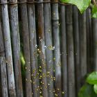 Drups of water in the babyspiders nest