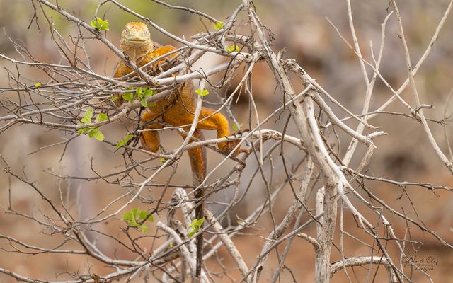 °°_Drusenkopf beim Chillen_°°