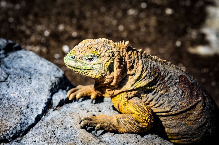 Drusenkopf Galapagos 