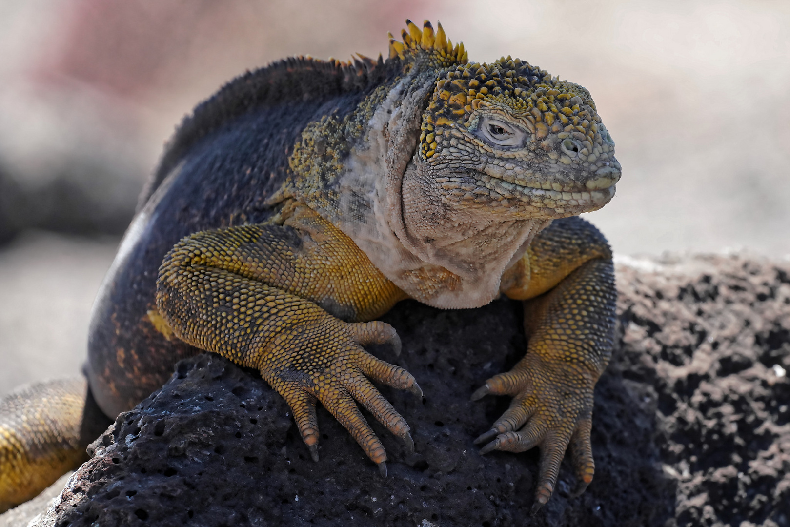 Drusenkopf oder Galapagos-Landleguan 