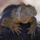 Drusenkopf oder Galapagos-Landleguan 