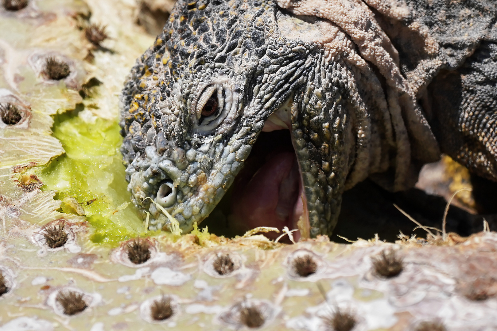 Drusenkopf oder Galapagos-Landleguan  