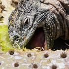 Drusenkopf oder Galapagos-Landleguan  