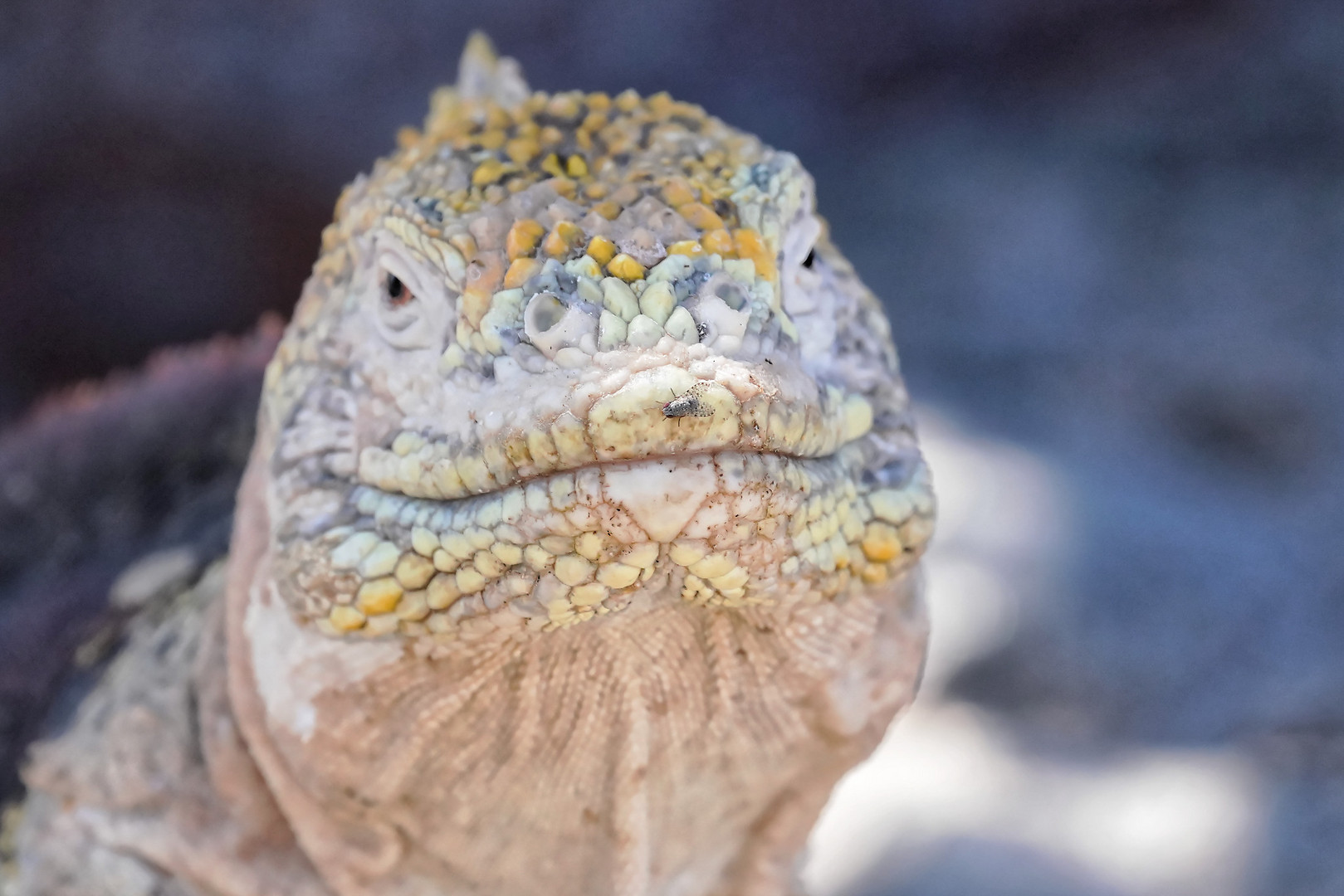 Drusenkopf oder Galapagos-Landleguan  