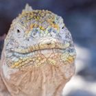 Drusenkopf oder Galapagos-Landleguan  