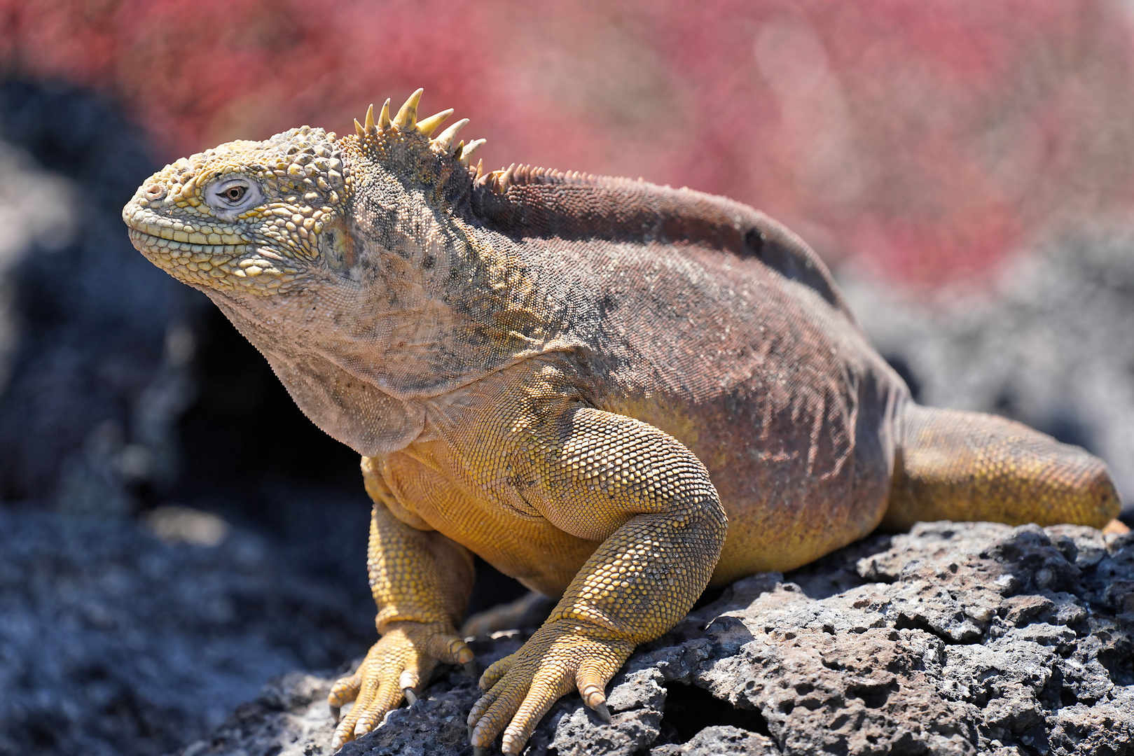 Drusenkopf oder Galapagos-Landleguan (Männchen) 