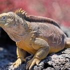 Drusenkopf oder Galapagos-Landleguan (Männchen) 