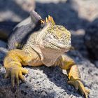 Drusenkopf oder Galapagos-Landleguan (Männchen) 