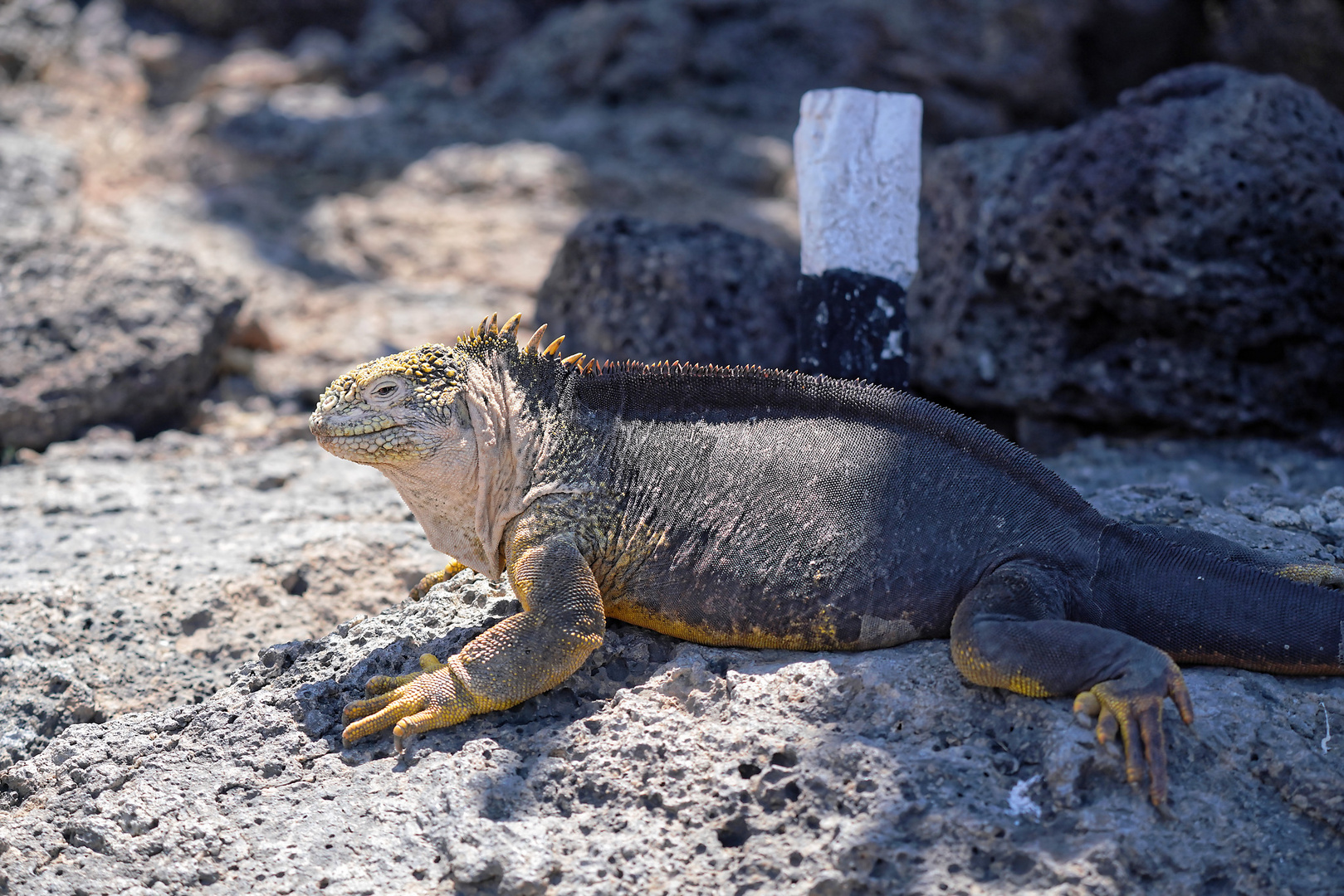 Drusenkopf oder Galapagos-Landleguan (Weibchen)