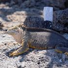 Drusenkopf oder Galapagos-Landleguan (Weibchen)