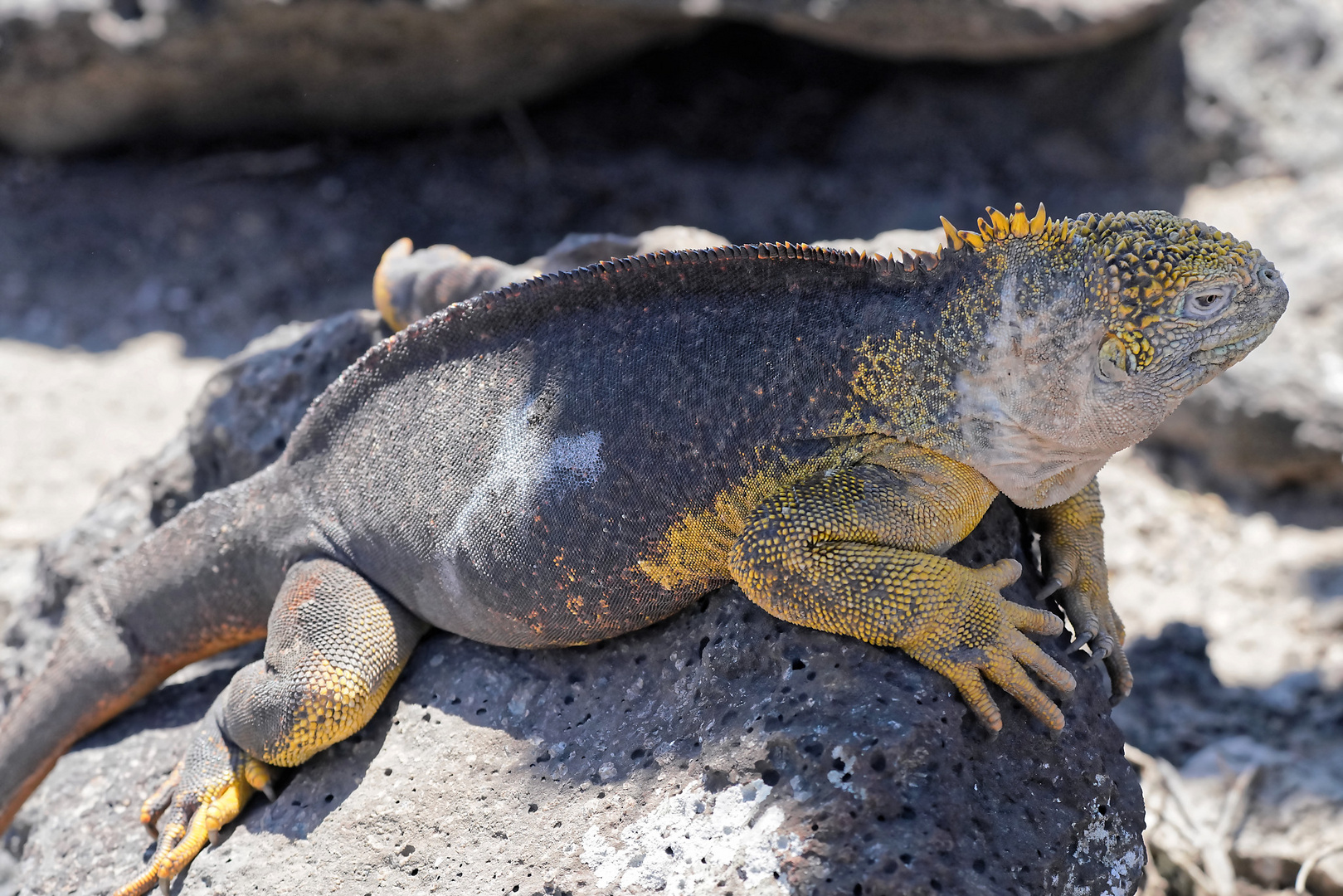 Drusenkopf oder Galapagos-Landleguan (Weibchen)