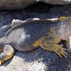 Drusenkopf oder Galapagos-Landleguan (Weibchen)