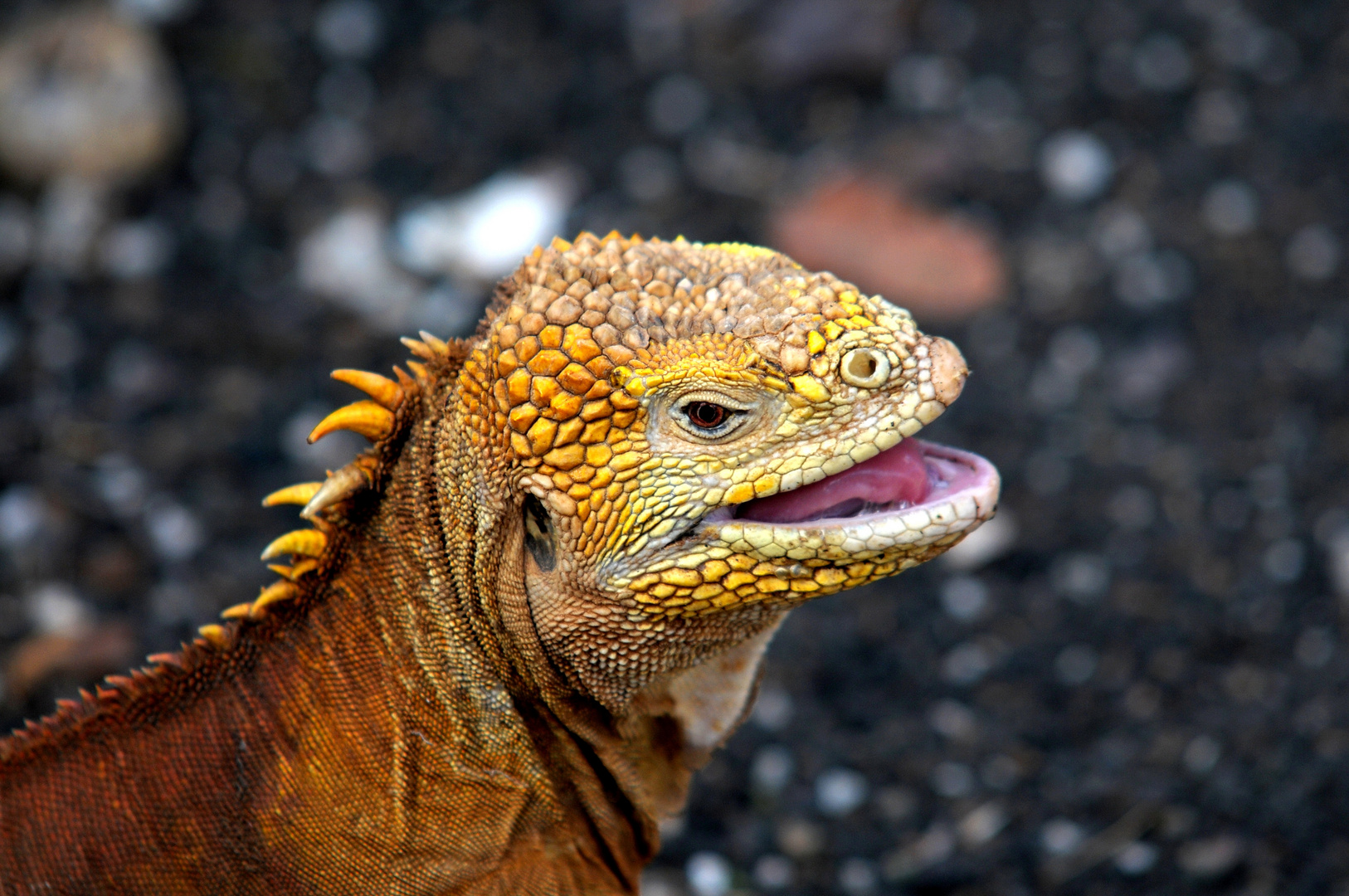 Drusenkopf oder gelber Galapagos Landleguan