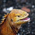 Drusenkopf oder gelber Galapagos Landleguan