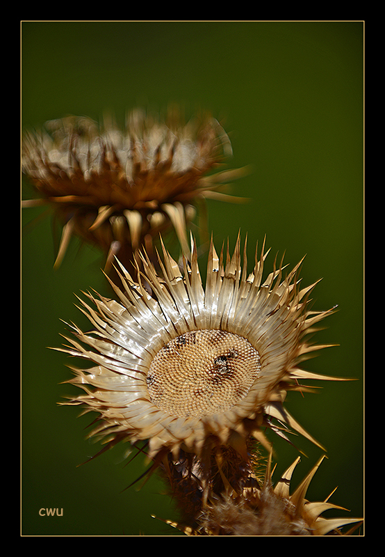 Dry beauty