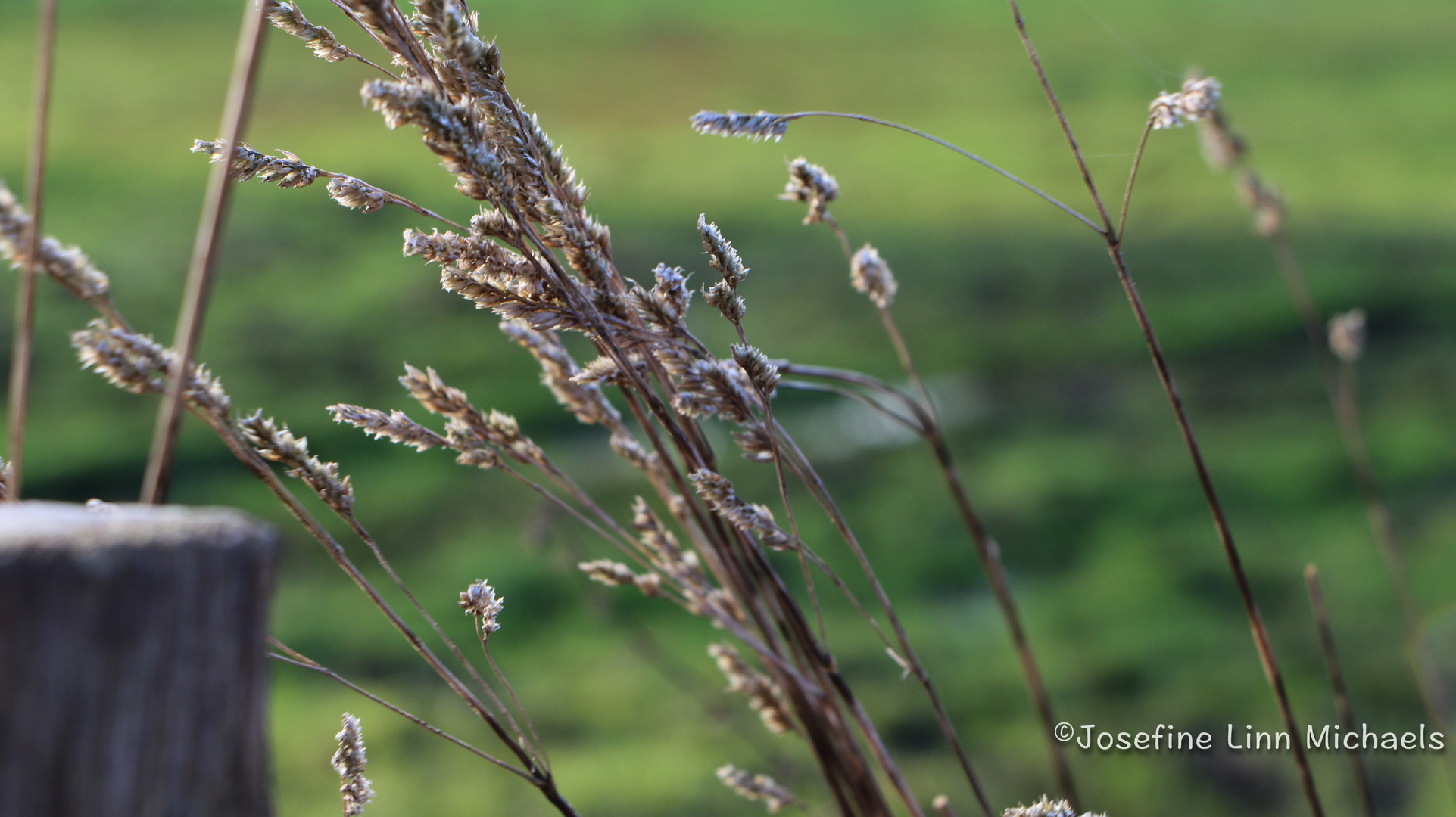 Dry Cereals