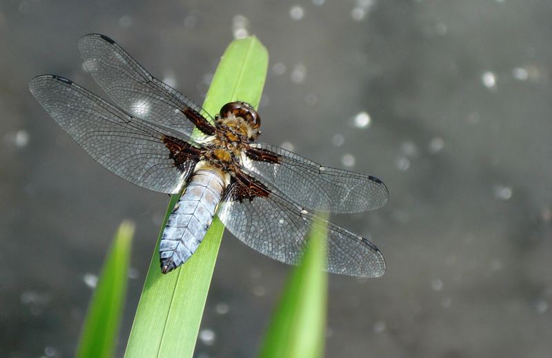 dry dragonfly