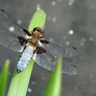 dry dragonfly