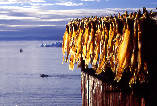 dry fish Disko bay