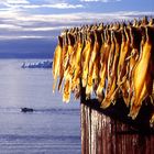 dry fish Disko bay