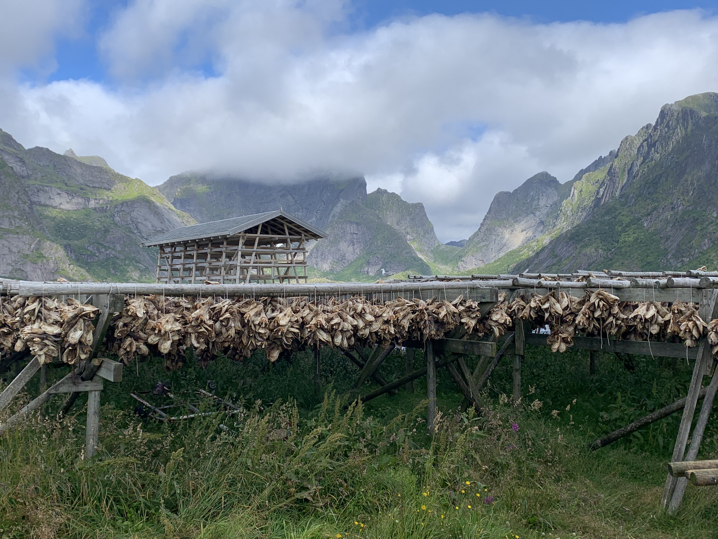 Dry Fish Lofoten