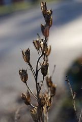 Dry flowers (1)