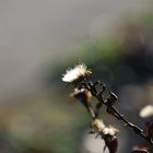 Dry flowers (2)