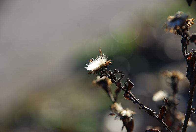 Dry flowers (2)