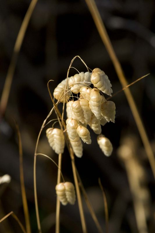 Dry grass