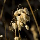 Dry grass