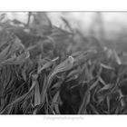 Dry Grass 