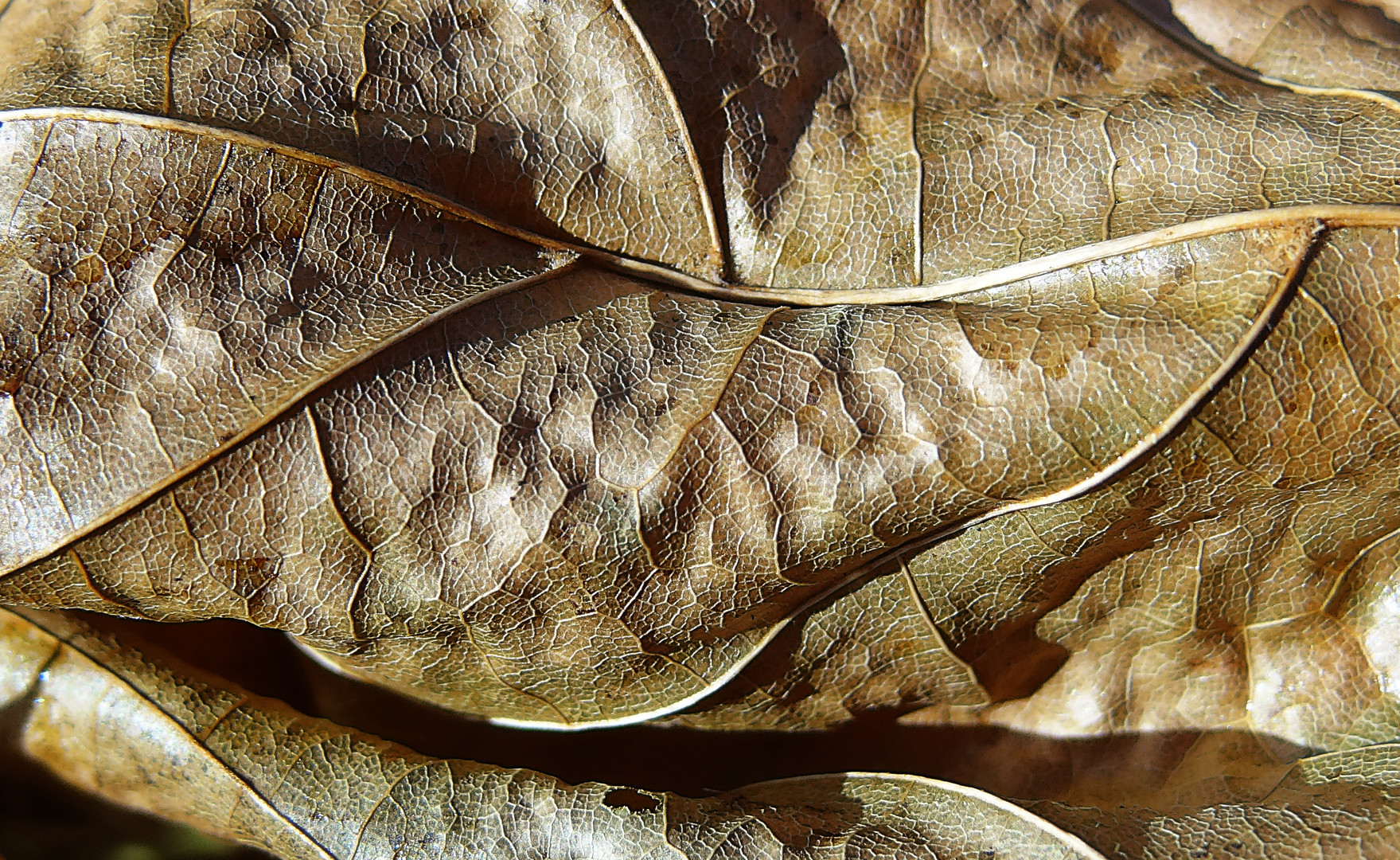 Dry Leaf