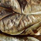 Dry Leaf