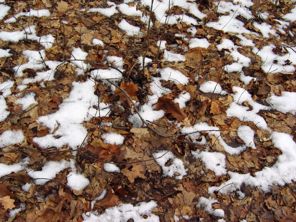 dry leaves