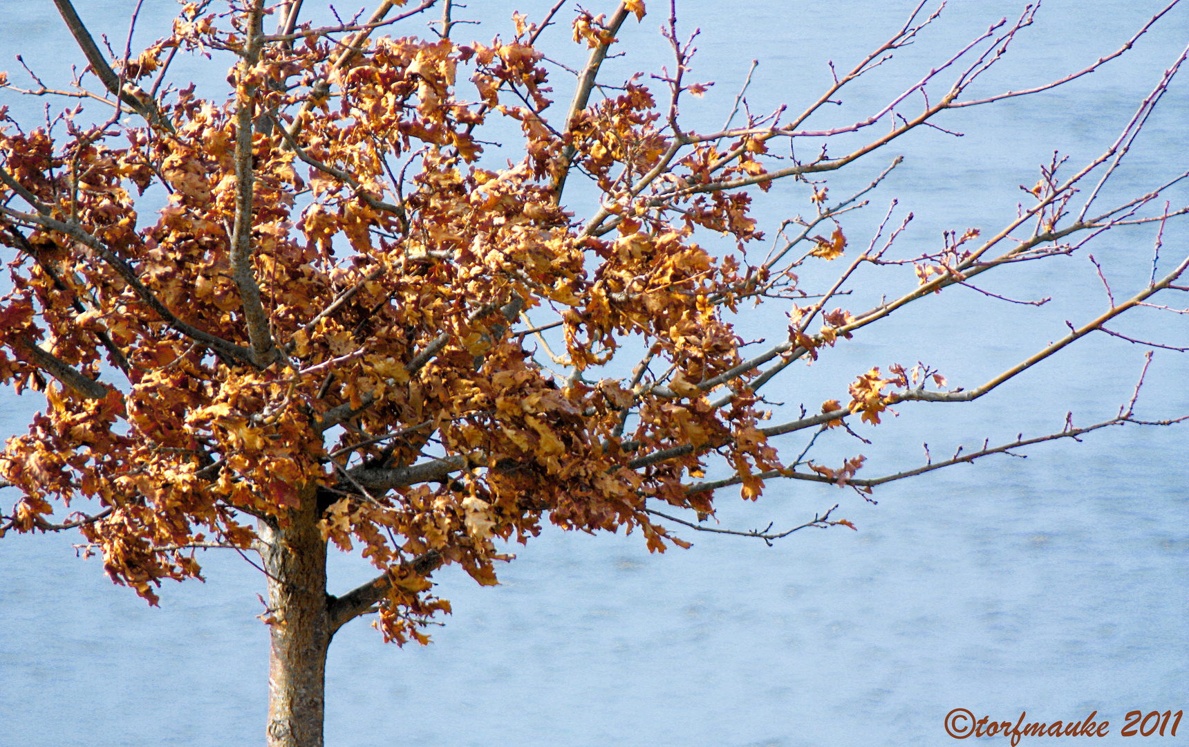 dry oak leaves in front of the river