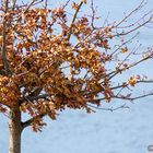 dry oak leaves in front of the river