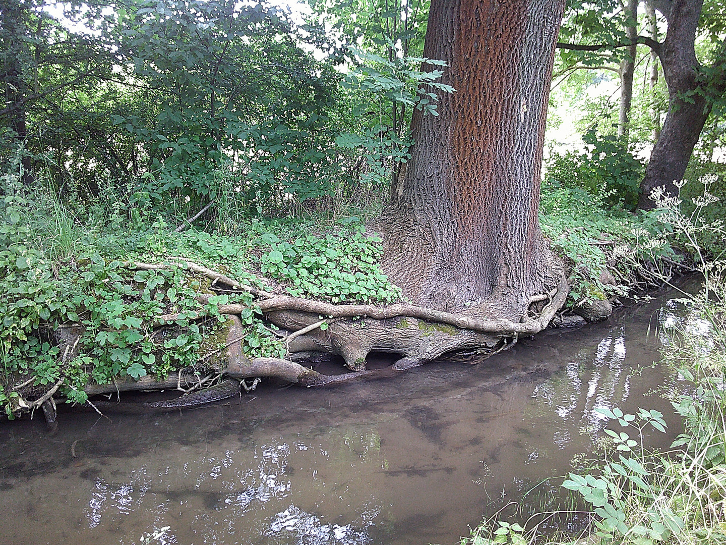 Dry roots at all costs. Strunderbach