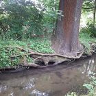 Dry roots at all costs. Strunderbach