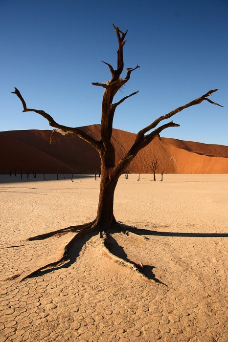 Dry roots in mud