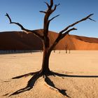 Dry roots in mud