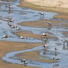 Dry season around Tarangire river