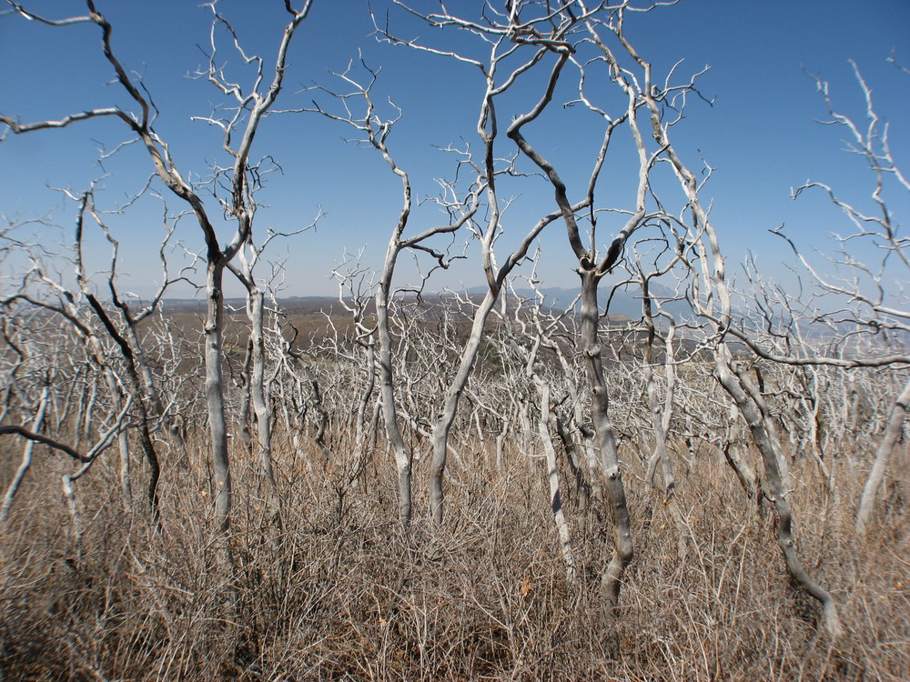 Dry Tree's