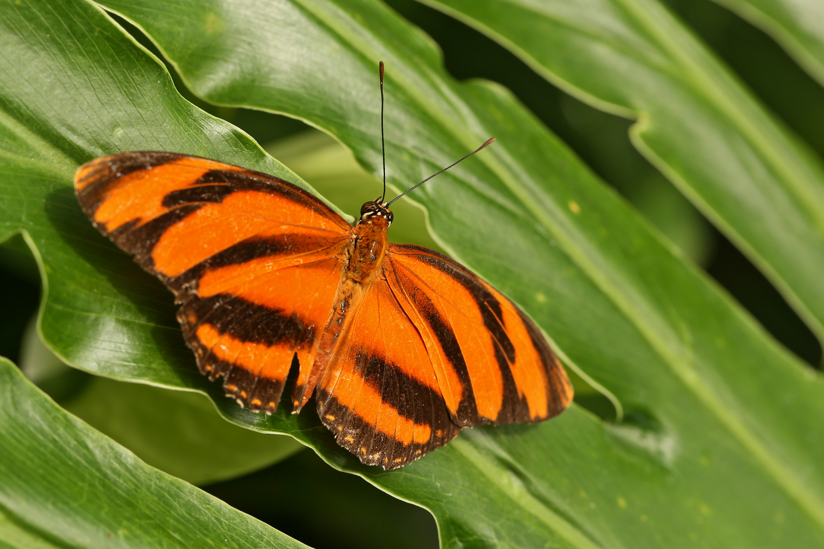 Dryadula phaetusa (2017_06_10_EOS 6D_3308_ji)